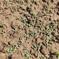 برداشت تناژ بالا با بذر یونجه موسوی|خدمات باغبانی و درختکاری|یاسوج, |دیوار