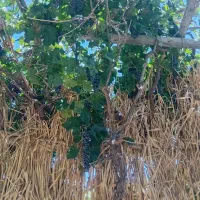 انگورسیاه