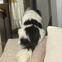 پامر عروسکی