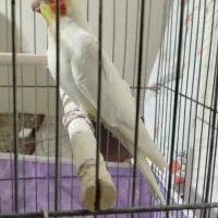 عروس هلندی نر