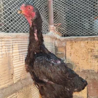 مرغ لاری اوشامو مشکی