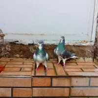 دمگیر .خرقه
