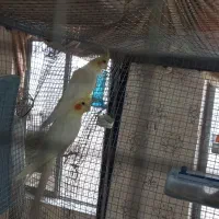 جفت مولد عروس هلندی و طوطی کتوله