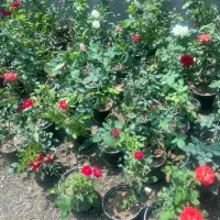 رز هلندی گلدانی دایم گل ۱۶۰