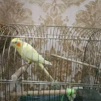 عروس هلندی مولد لوتینو