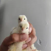 جوجه مرغ و خروس برهما باکیفیت