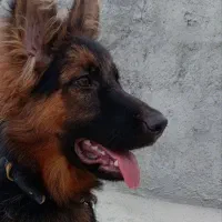 ژرمن شپهرد|سگ|سرخنکلاته, |دیوار