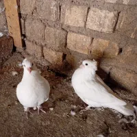 فروش کبوتر سفید تزئینی