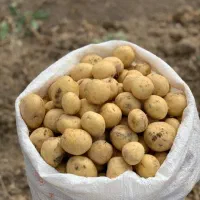 سیب زمینی، بذر،خوراکی