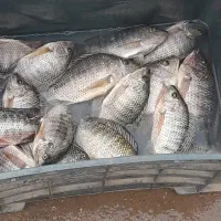 شادگان|ماهی|شادگان, |دیوار