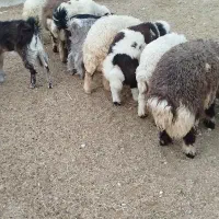 بره و بزغاله مناسب همه روزه موجوده
