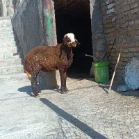 بره نره داشتی و کشتی