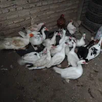 غاز و اردک محلی|حیوانات مزرعه|ساری, |دیوار