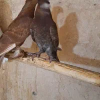 کبوتر راعبی ، پرستوئ ، هلندی ،|پرنده|خمینی‌شهر, |دیوار