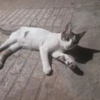 گربه سه ماهه