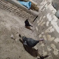 مرغ لاری سیاه اصل ومرغ بوقلمون برنز|حیوانات مزرعه|تربت جام, میان جام|دیوار