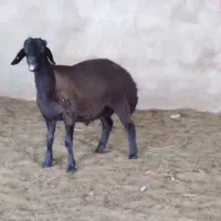 دو راس بر نر هترو|حیوانات مزرعه|سبزوار, رباط|دیوار