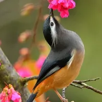 عروس هلندی پیدا شده
