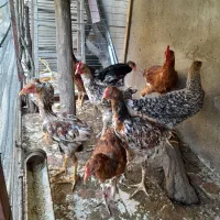 جوجه و مرغ محلی