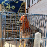 خروس گلین 5ماهه