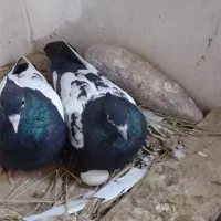 کبوتر