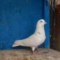 کفتر  ۵تا نر