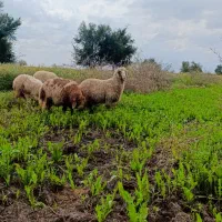 فروش انواع بره سنگین و سبک فقد نر