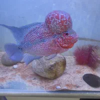 فلاور با آکواریوم