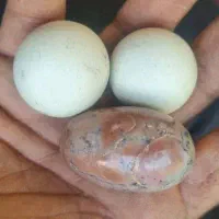 تعداد۲۷ نوع سنگ قیمتی ونیمه قیمتی