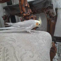 عروس هلندی|پرنده|قم, باغ شازده|دیوار