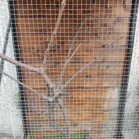 قفس پرنده|لوازم جانبی حیوانات|نوشهر, |دیوار