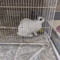 خرگوش سفید چشم اشکی