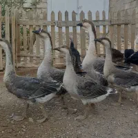 جوجه قوغاز اصیل اوکراینی|حیوانات مزرعه|قزوین, |دیوار