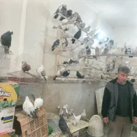 کبوتر تهرانی