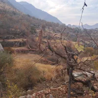 هرس پاییزه انگور و باغات