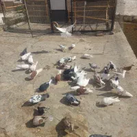 کفتر|پرنده|خرمدره, |دیوار