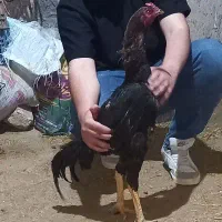 خروس افغان