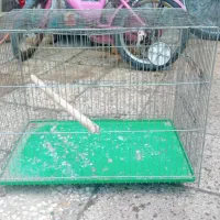 قفس پرنده|لوازم جانبی حیوانات|قم, ولیعصر|دیوار