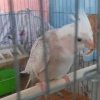 عروس هلندی البینو