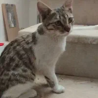 گربه