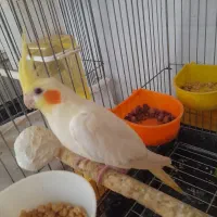 جوجه عروس هلندی