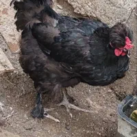 خروس‌و مرغ محلی و لاری