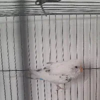 مرغ عشق|پرنده|سیرجان, |دیوار