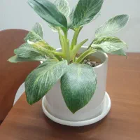 گل برکین هلندی
