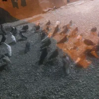 ۵۰ کفتر  بهبهانی  و پلاکی  از دونی ۶۵ تا ۱۵۰