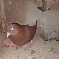 کبوتر دم سفید|پرنده|گناباد, |دیوار