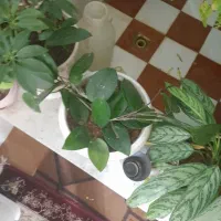 گل سرخس گل|گل و گیاه طبیعی|بروجن, |دیوار