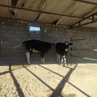 تلیسه گاو آبستن گوساله نر وماده|حیوانات مزرعه|تربت جام, میان جام|دیوار