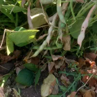 لوبیای قرمز