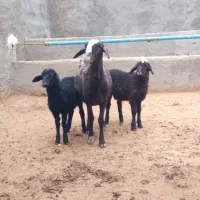 میش بره دار شال